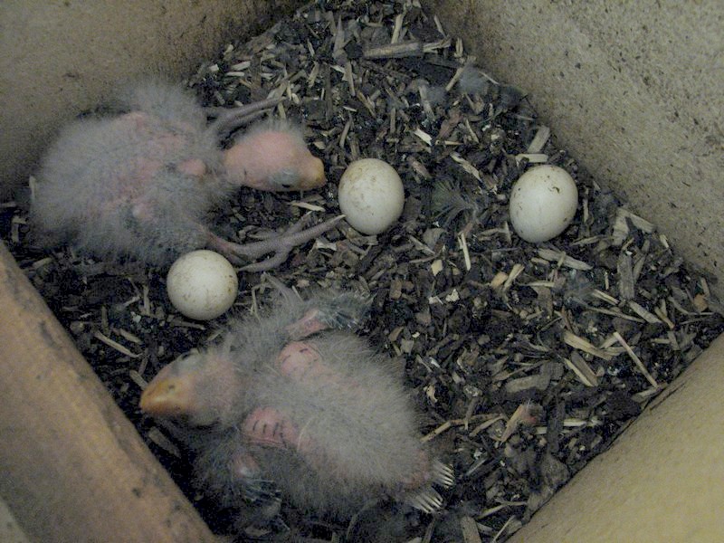 Eastern Rosellas 11 days